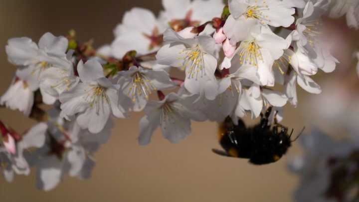 découvrez bumble, l'application de rencontre innovante où les femmes font le premier pas. trouvez l'amour, des amis ou des opportunités professionnelles dans un espace sécurisé et convivial.